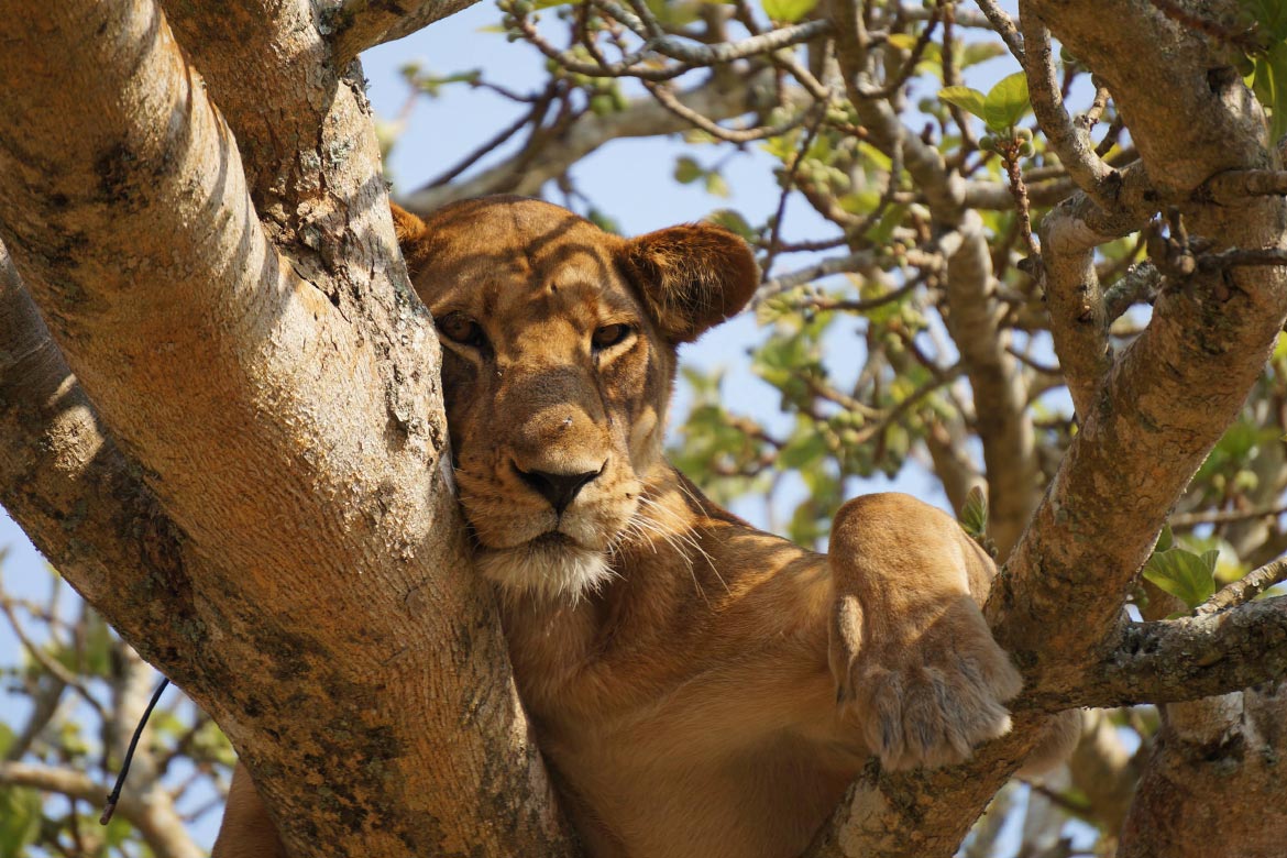 Lion in Tree